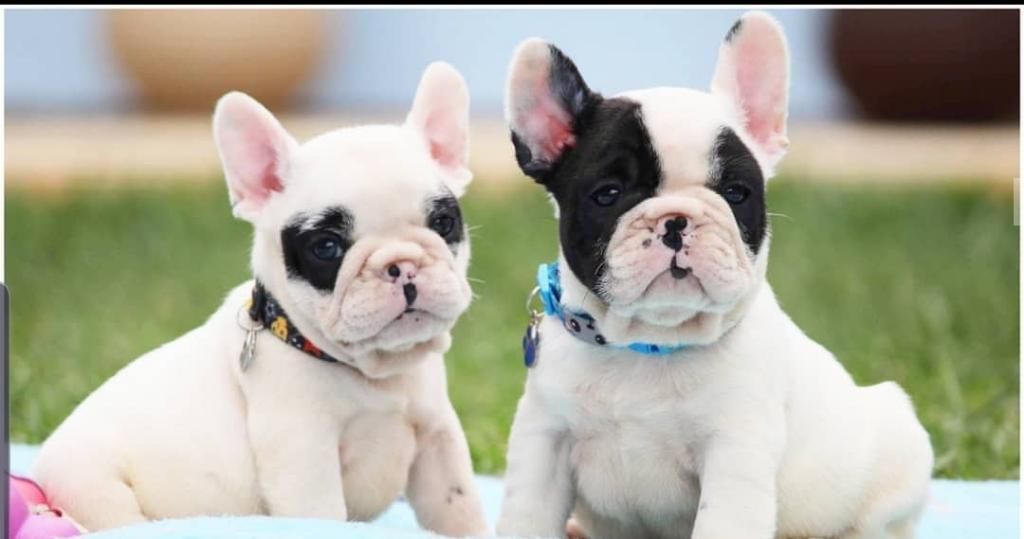 Bulldog Frances Vacas