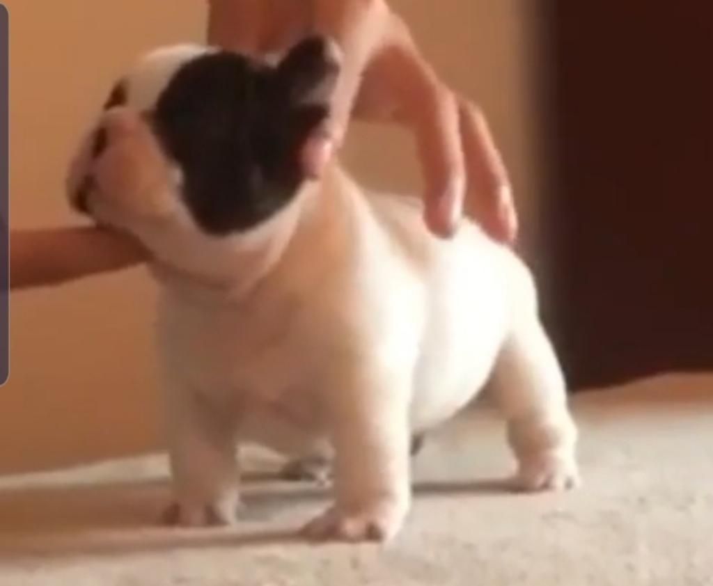 Bulldog Frances Vacas