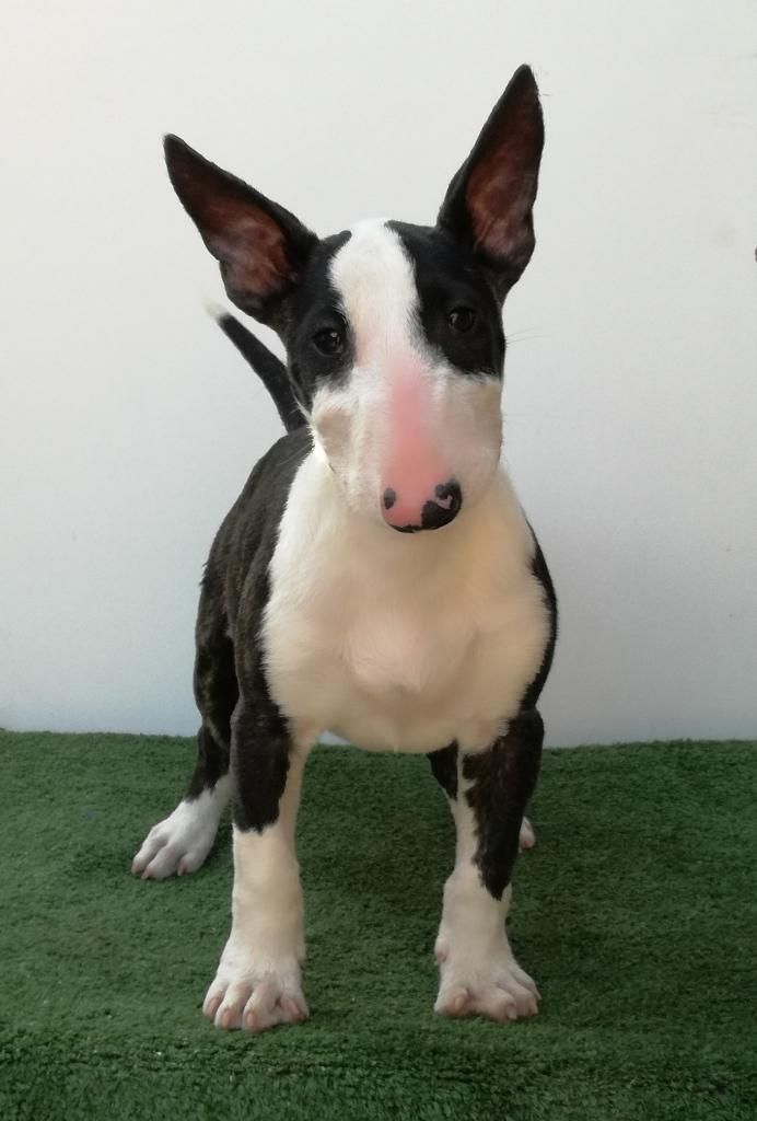 Cachorra Bull Terrier