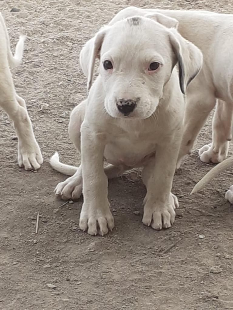 Cachorritos Dogo Argentino