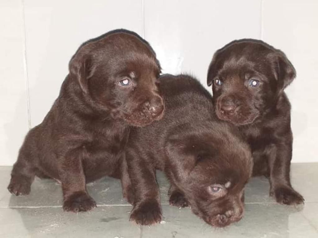 Cachorritos Labradores Chocolates