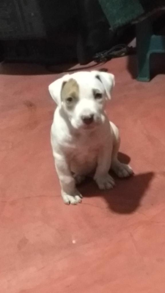 Cachorro Fusion Bully