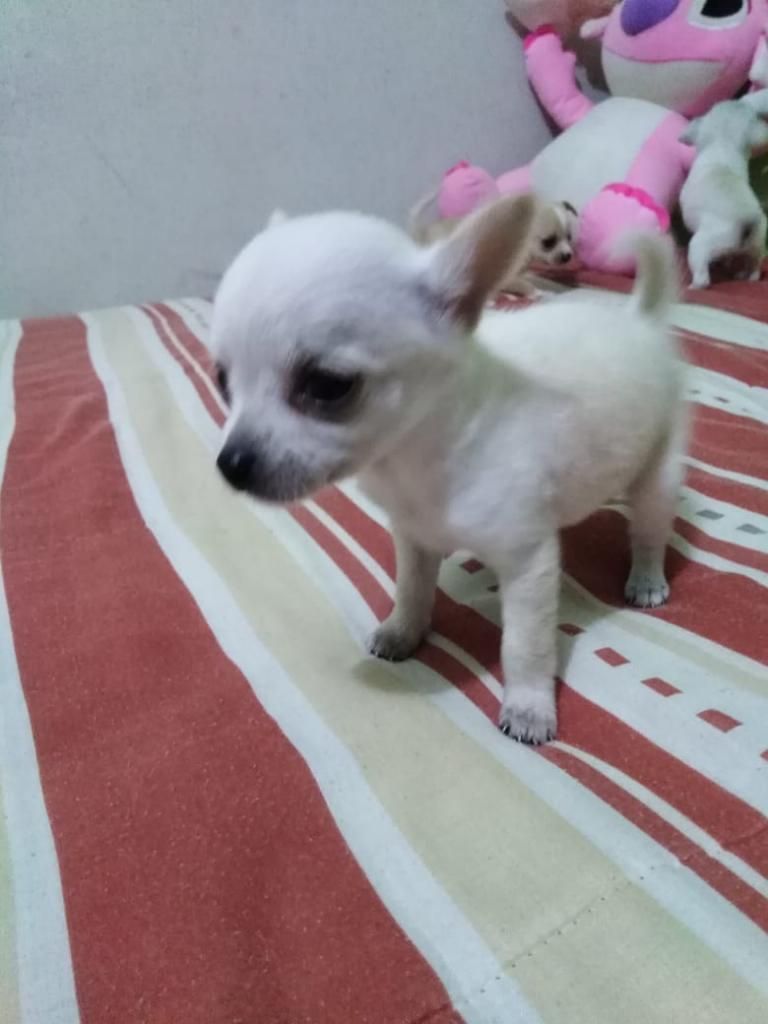 Chihuahua Toy Hembra Y Macho