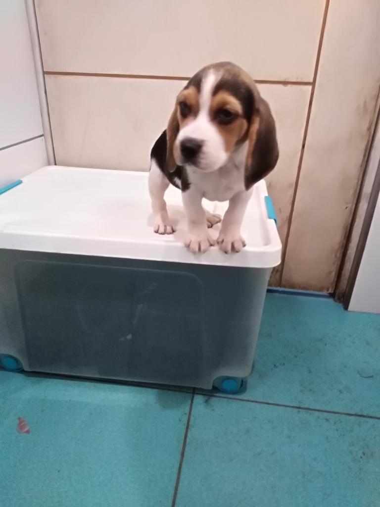 Ejemplar Cachorro Beagle Tricolor