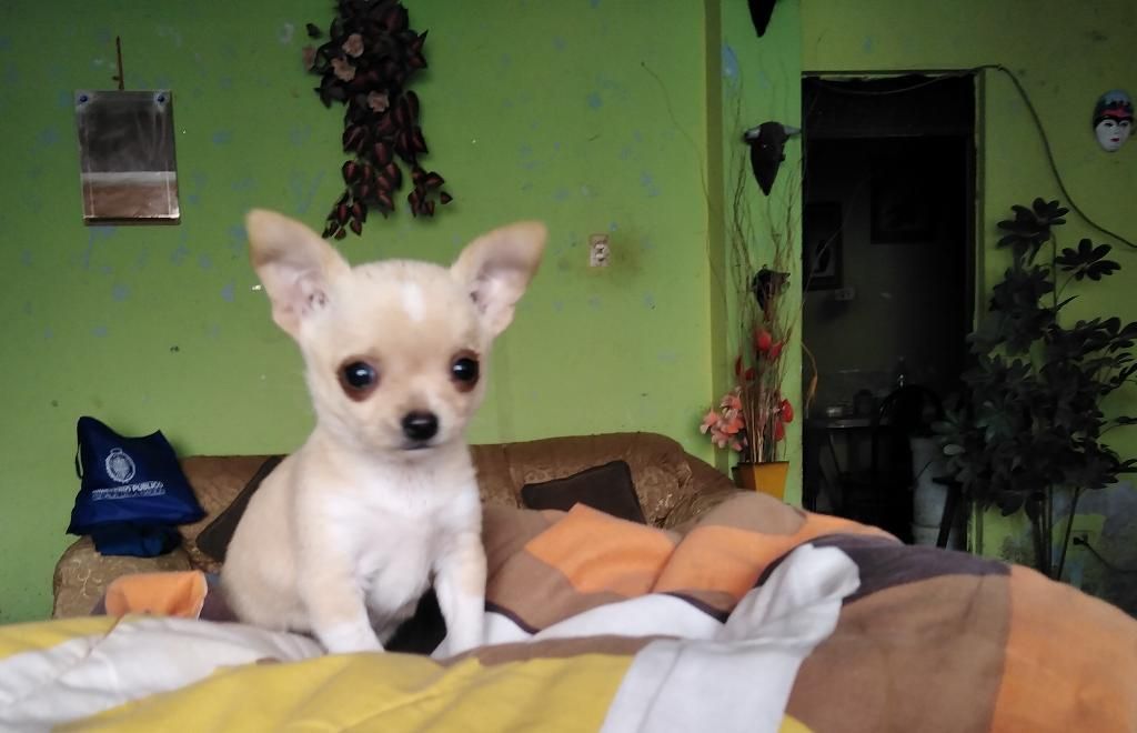 Hermosa Chihuahua Super Toy