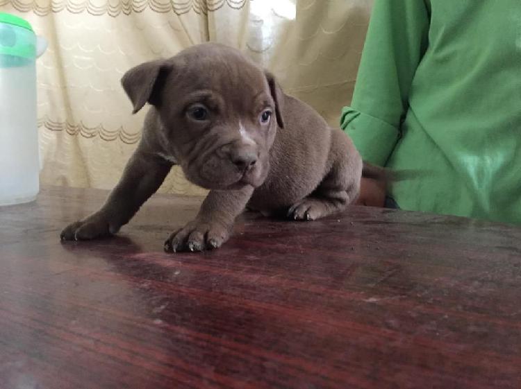 Cachorro Pitbull Fusion