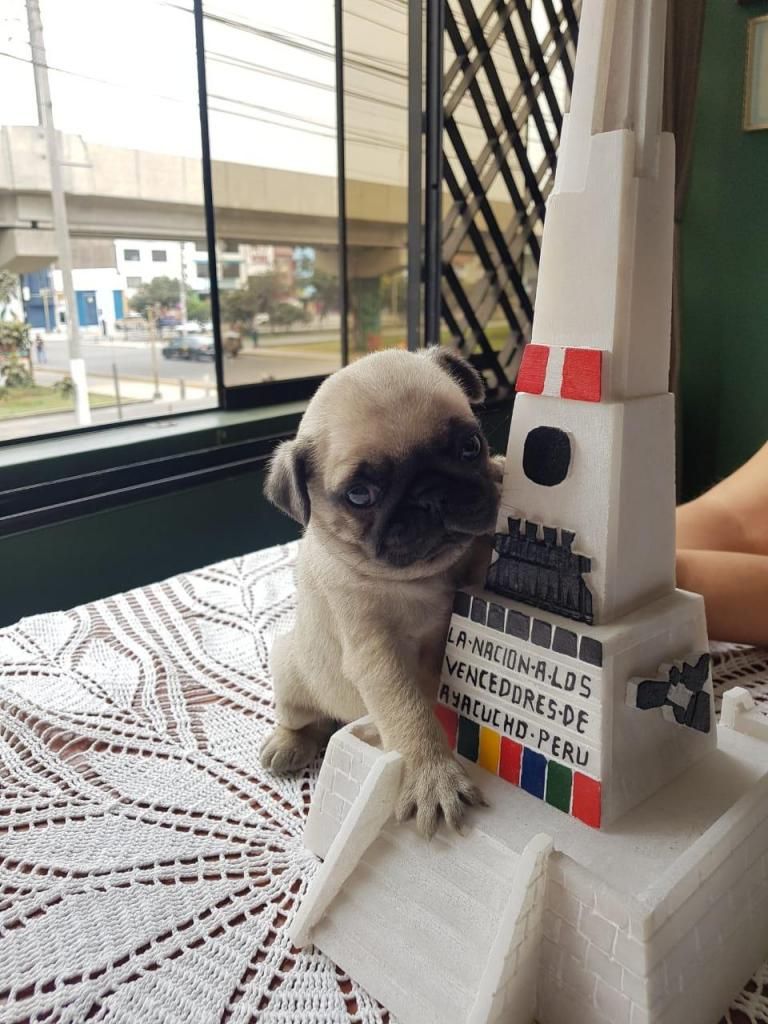 Cachorro Pug de Raza A1 muy lindo