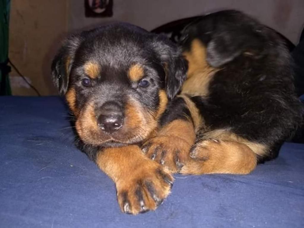 Cachorroa Rottweillee