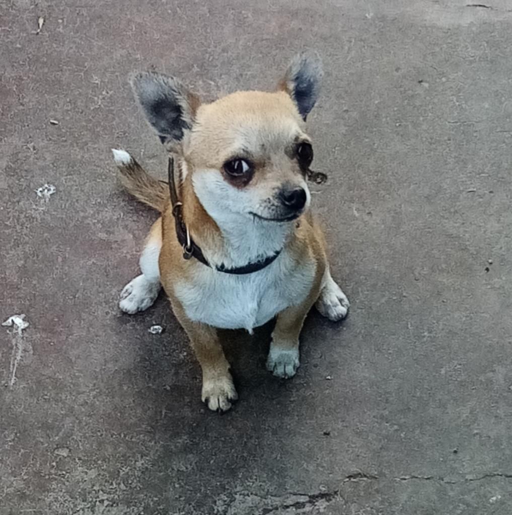 Chihuahua Toyy para Monta