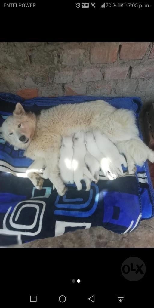 Hermosos Samoyedos