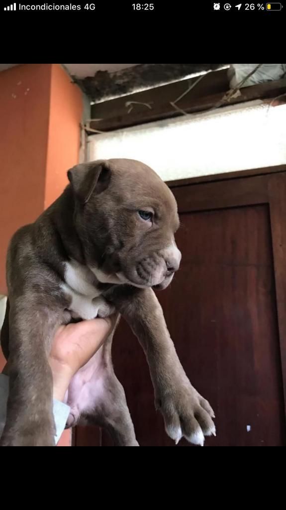 Pitbull de Un Mes Y 4 Dias