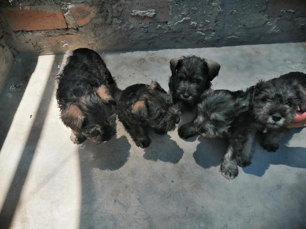 Vendo Cachorros schnauzer