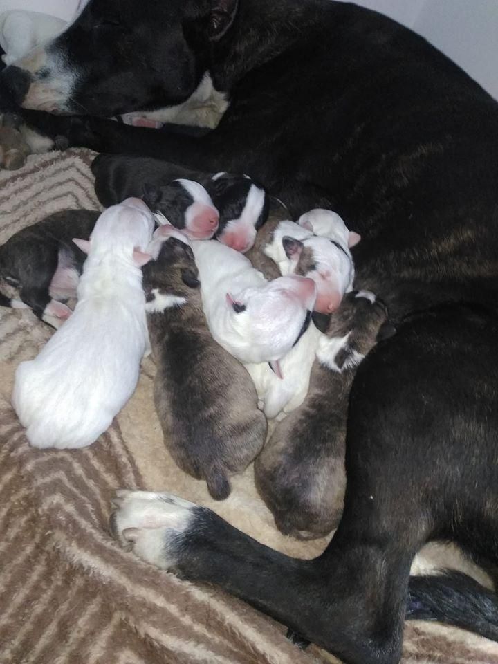 bull terrier VENTA