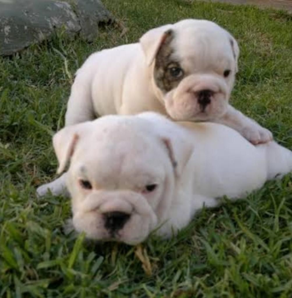 Cachorritos Bulldog Ingles