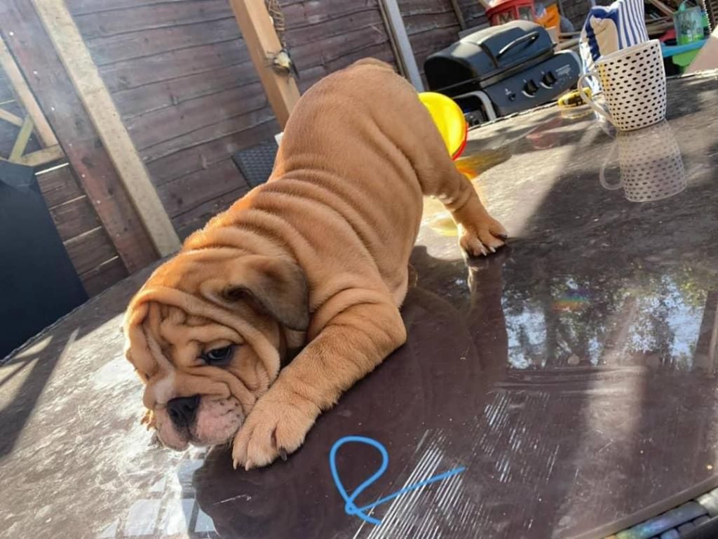 Hermoso cachorro de bulldog inglés para la venta