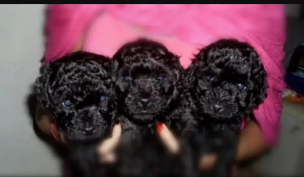 Poodle Black Toy Hembra