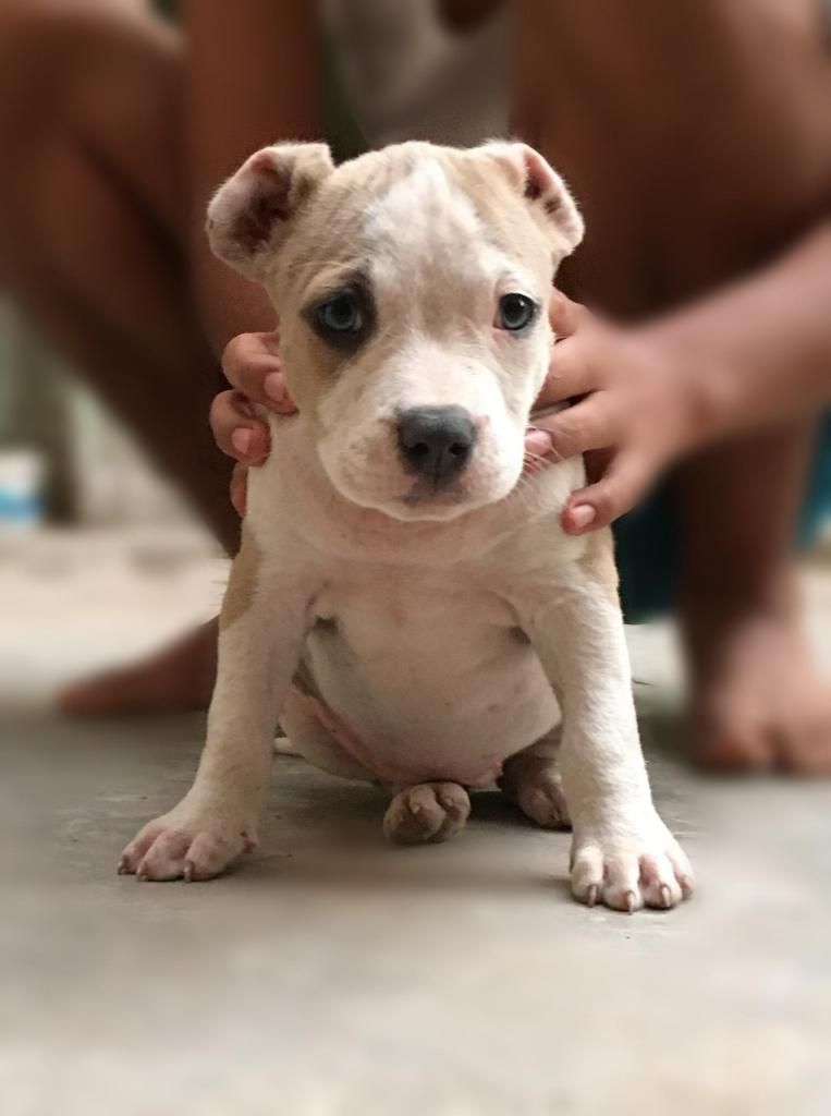 American BULLY hembra