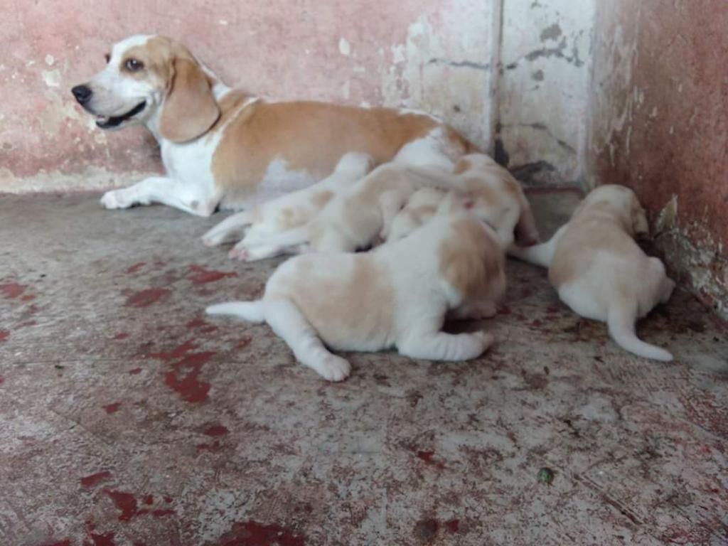 Beagle Bicolores Machos