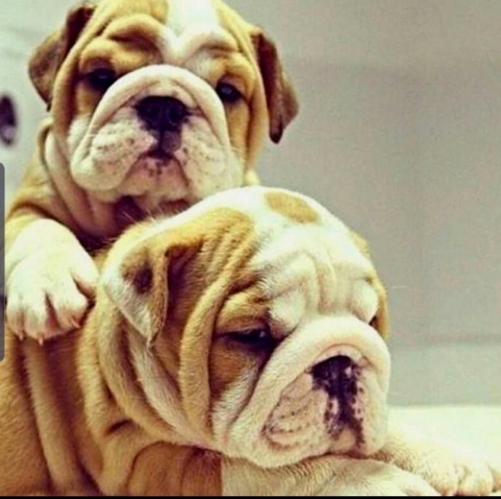 Cachorros Bulldog Ingles