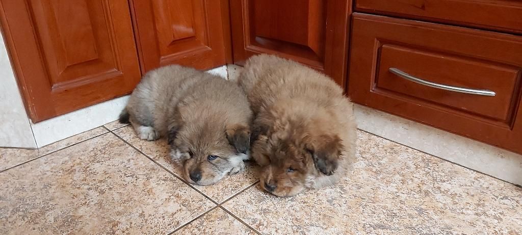 Cachorros Chow Chow
