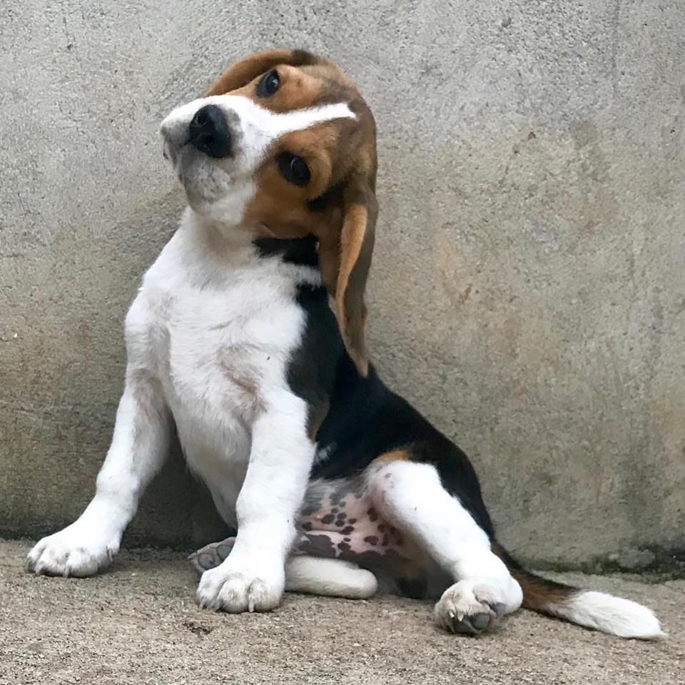 Cachorros beagles HEMBRAS