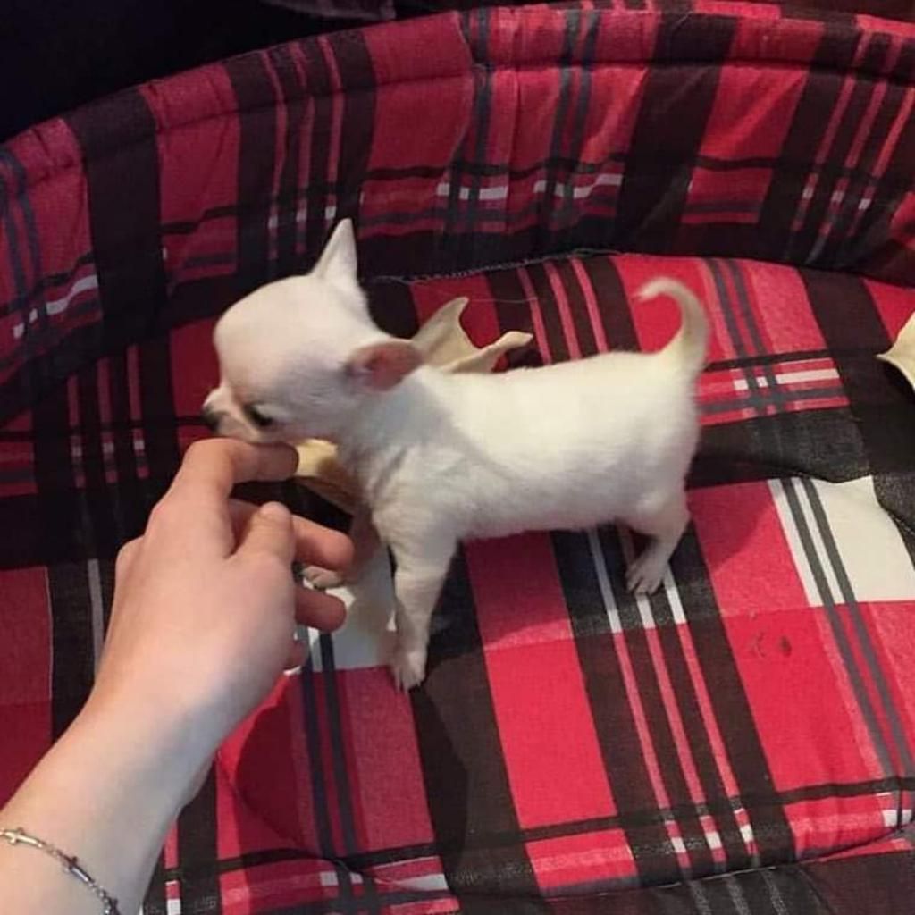 Chihuahua Toy