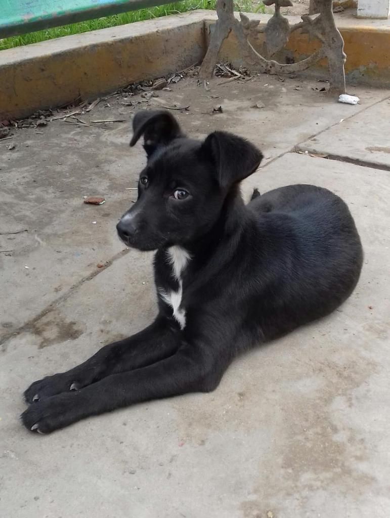 Doy en Adopción