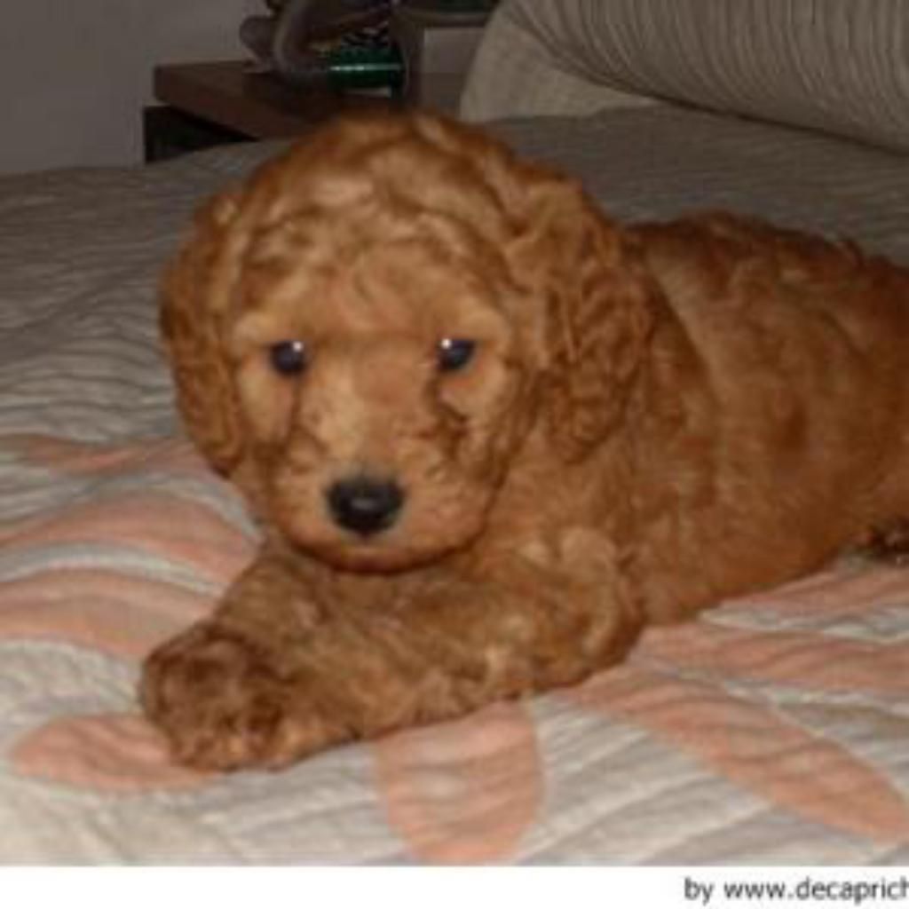 Poodle Toy Hembra
