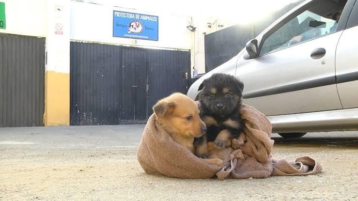 SE RECIBEN CACHORROS