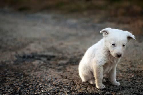 SE RECIBEN CACHORROS PARA ADOPCION