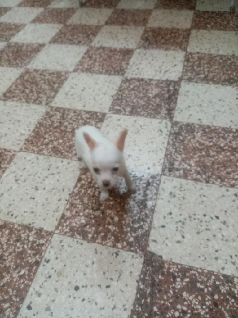Se Vende Lindo Cachorro Chihuahua Toy