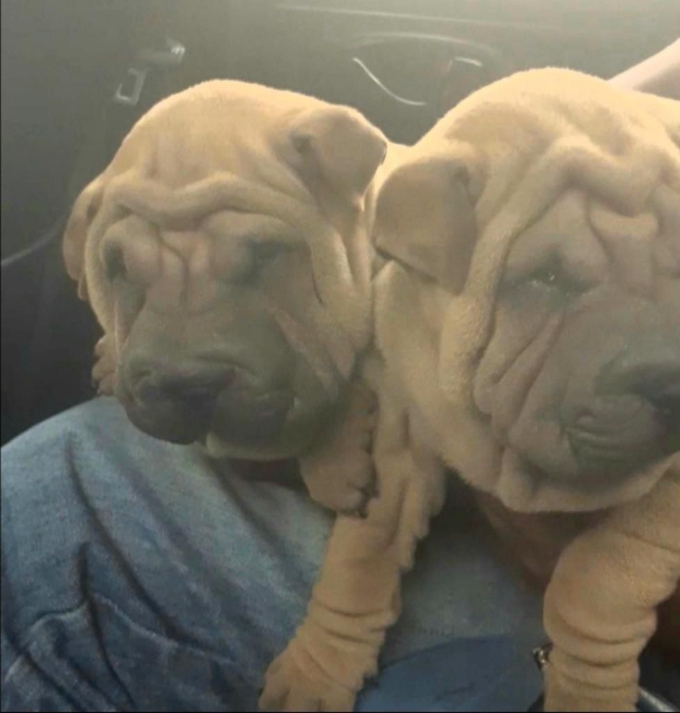 Shar - Pei