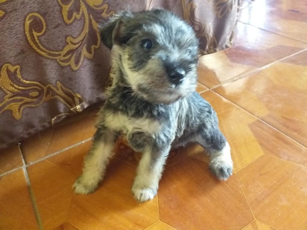 Vendo Cachorros Schnauzer