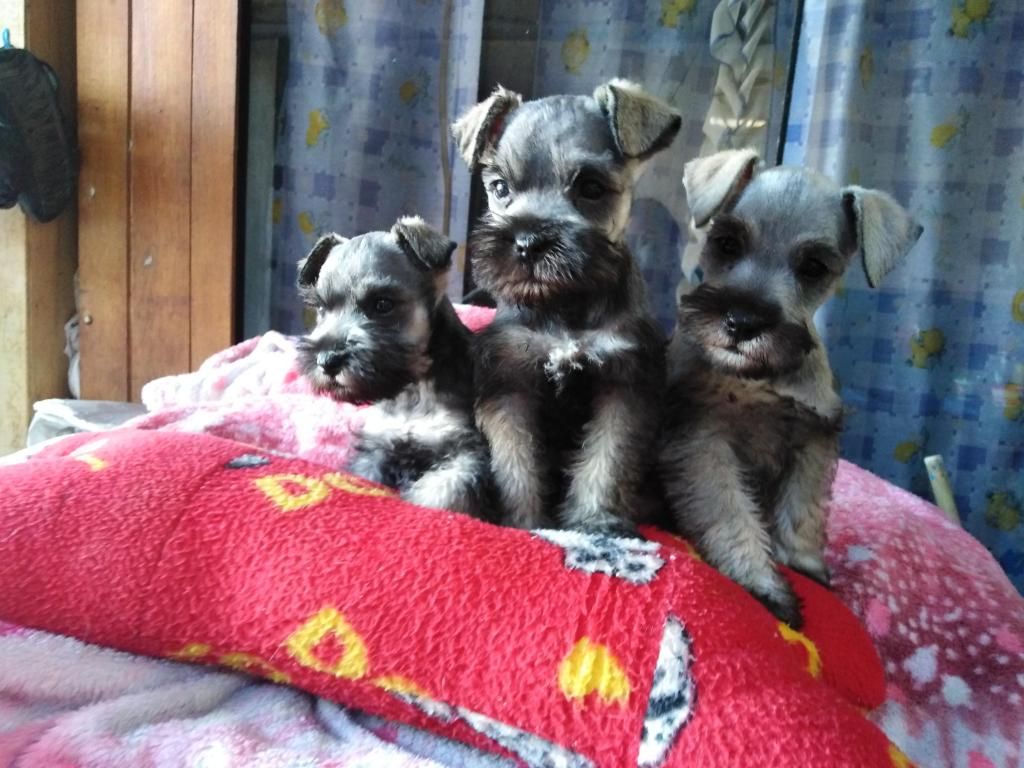 Vendo perritos schnauzer llamar al  o 