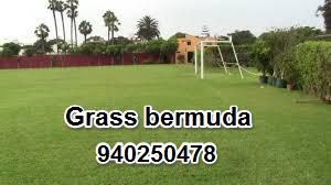 Grass bermuda en semilla en Lima