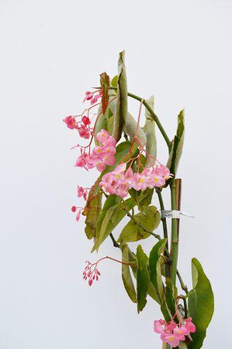 Begonia Grande Planta Interior Exterior Jardin