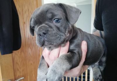 male and female french bulldog for sale