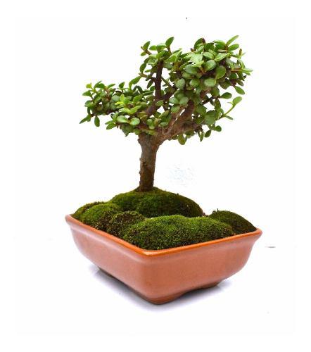 Bonsai Regalo Planta Maceta