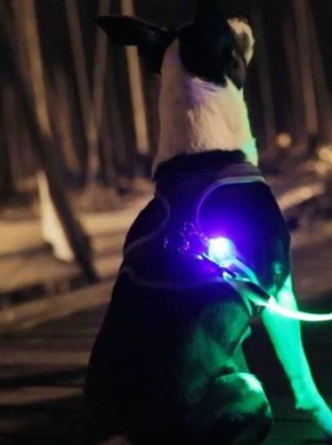 Luz Led Fija O Intermitente Para Collar De Perro Y Gato
