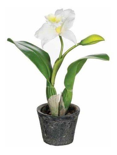 Orquídeas Catttleya Planta Interior Decorativa