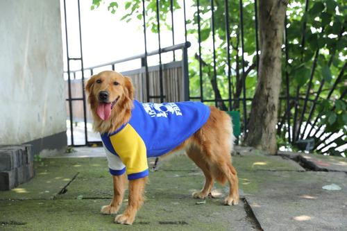 Camiseta Deportiva Para Perros