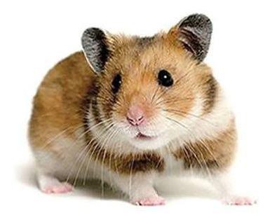 Hamsters Sirios Mascotas Disponibles Para Niños