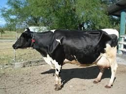 A precio de remate vendo lote de 17 vacas lecheras en