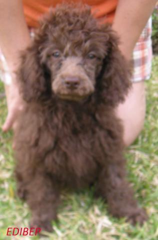 Aproveche oportunidad Poodle marron raza excelente precio en