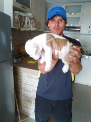 se vende lindos bulldog ingles super arrugados en Lima