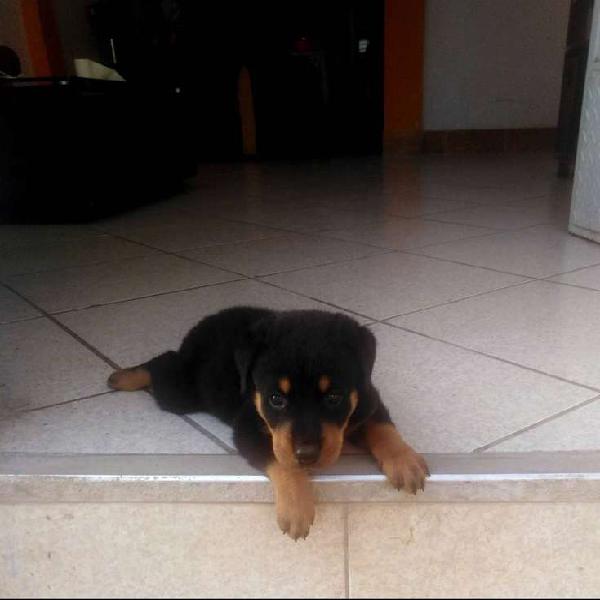 Venta de rottweiler