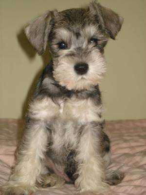 CACHORROS SCHNAUZER