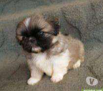 PEKINES 9340: