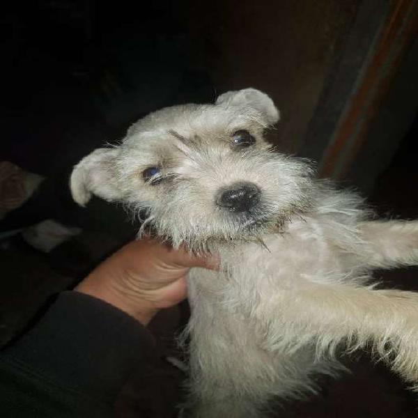 REMATO CACHORRA SCHNAUZER BLANCA