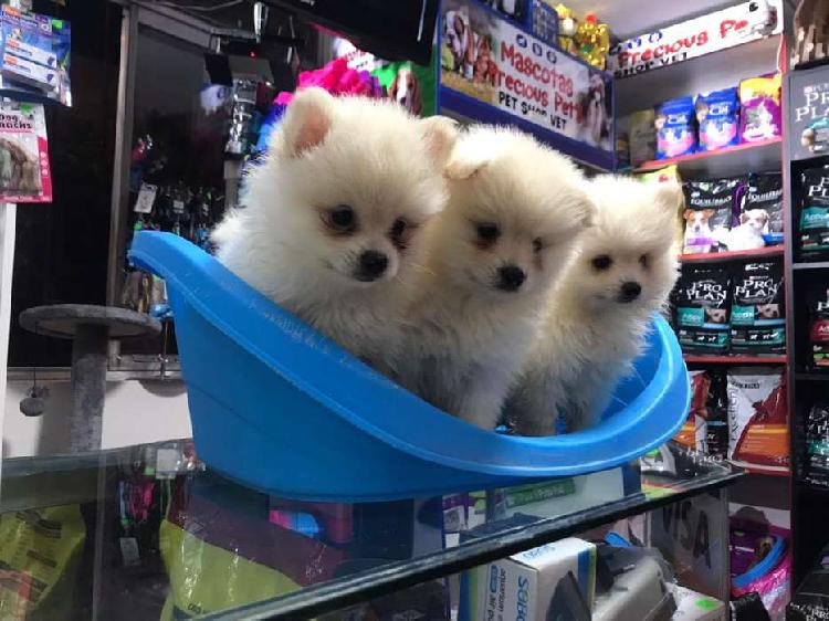Cachorritos Pomeranias blancos